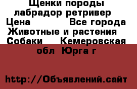 Щенки породы лабрадор ретривер › Цена ­ 8 000 - Все города Животные и растения » Собаки   . Кемеровская обл.,Юрга г.